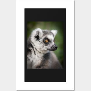 Ring-tailed Lemur Portrait Posters and Art